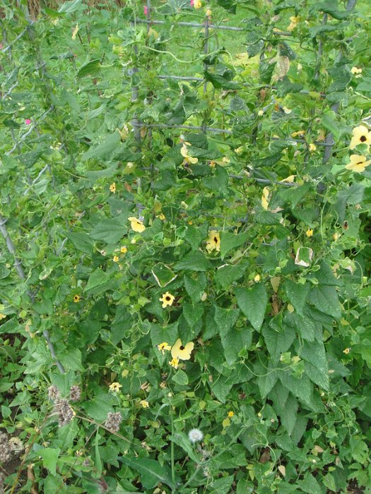Thunbergia alata 'Susane jaune'